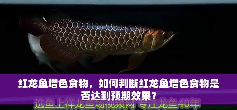 紅龍魚(yú)增色食物，如何判斷紅龍魚(yú)增色食物是否達(dá)到預(yù)期效果？