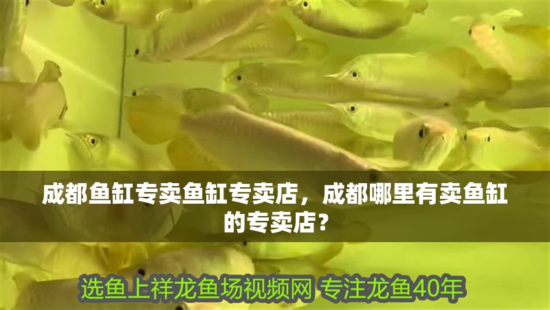 成都魚缸專賣魚缸專賣店，成都哪里有賣魚缸的專賣店？
