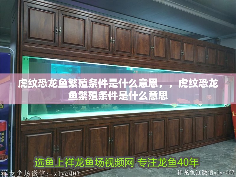 虎紋恐龍魚繁殖條件是什么意思，，虎紋恐龍魚繁殖條件是什么意思