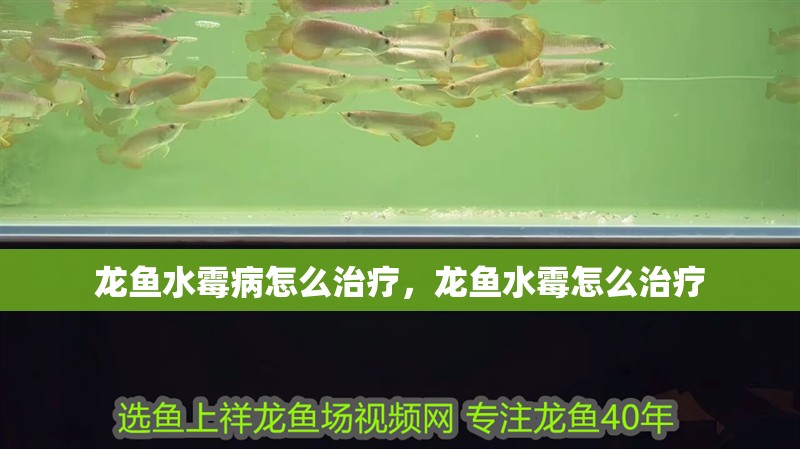 龍魚水霉病怎么治療，龍魚水霉怎么治療