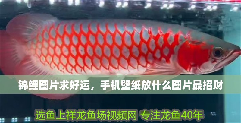 錦鯉圖片求好運，手機壁紙放什么圖片最招財