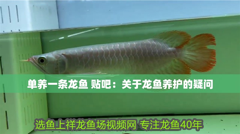 單養一條龍魚 貼吧：關于龍魚養護的疑問