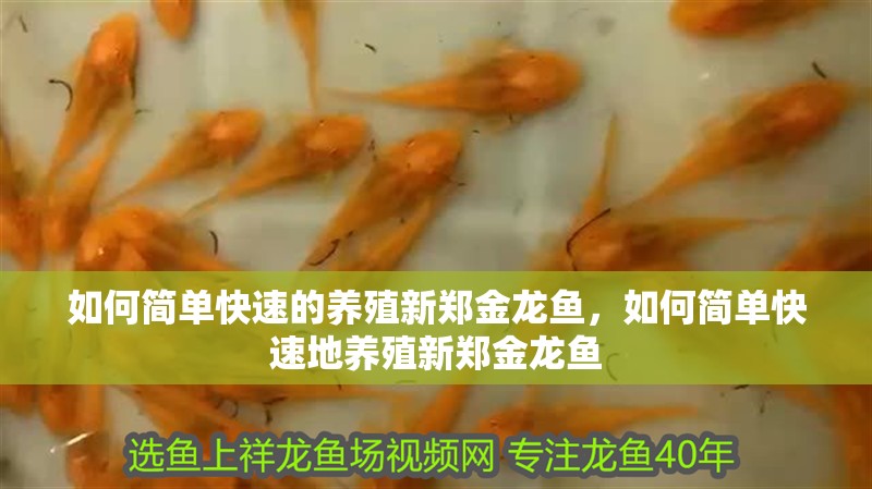 如何簡單快速的養(yǎng)殖新鄭金龍魚，如何簡單快速地養(yǎng)殖新鄭金龍魚