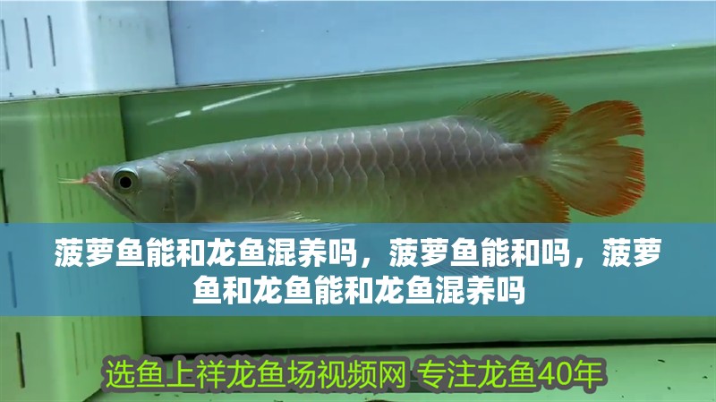 菠蘿魚能和龍魚混養(yǎng)嗎，菠蘿魚能和嗎，菠蘿魚和龍魚能和龍魚混養(yǎng)嗎