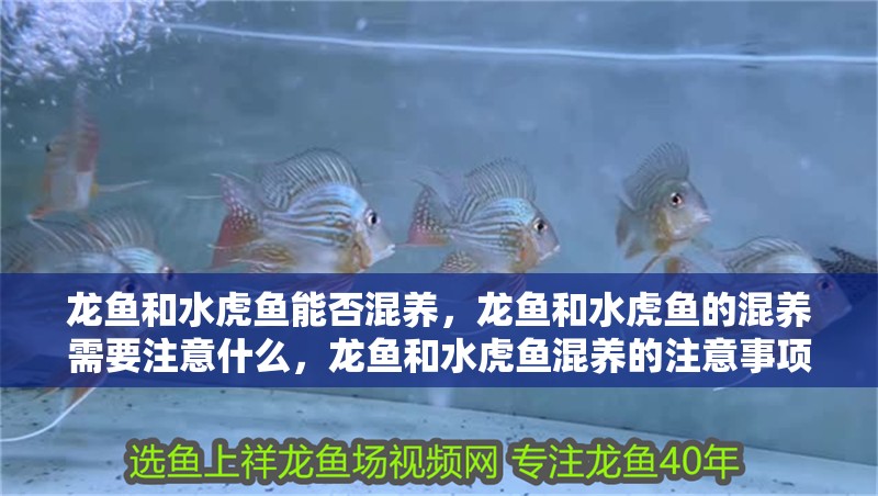 龍魚和水虎魚能否混養，龍魚和水虎魚的混養需要注意什么，龍魚和水虎魚混養的注意事項