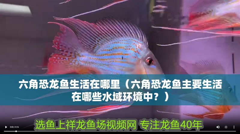 六角恐龍魚生活在哪里（六角恐龍魚主要生活在哪些水域環境中？）