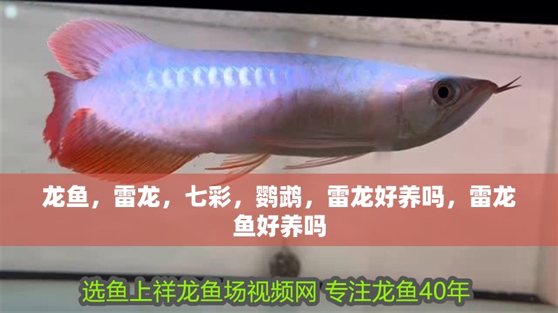 龍魚，雷龍，七彩，鸚鵡，雷龍好養嗎，雷龍魚好養嗎