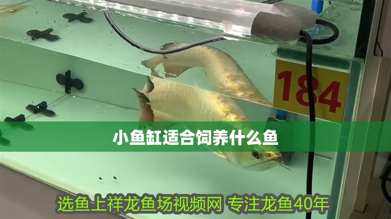 小魚缸適合飼養什么魚