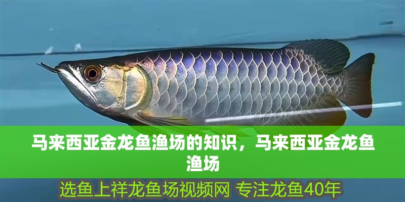 馬來西亞金龍魚漁場的知識，馬來西亞金龍魚漁場