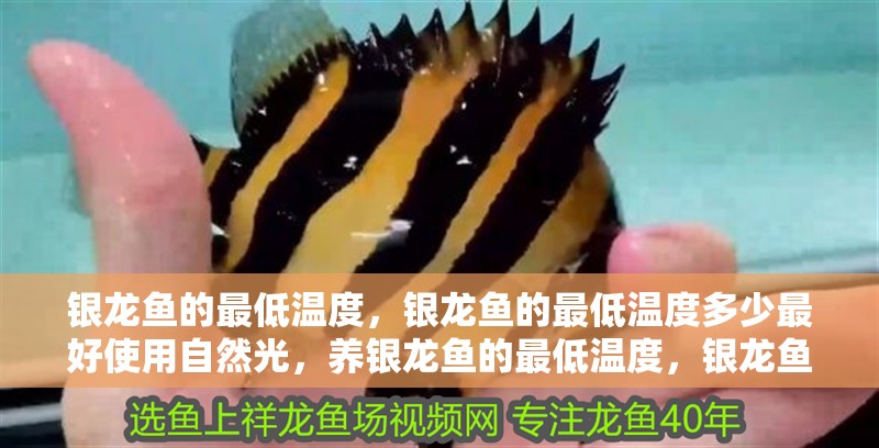銀龍魚的最低溫度，銀龍魚的最低溫度多少最好使用自然光，養銀龍魚的最低溫度，銀龍魚的最低溫度多少最好使用