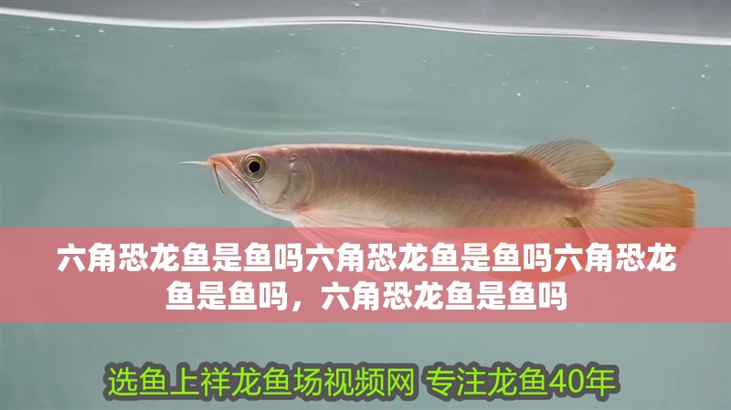 六角恐龍魚是魚嗎六角恐龍魚是魚嗎六角恐龍魚是魚嗎，六角恐龍魚是魚嗎