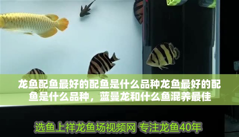 龍魚配魚最好的配魚是什么品種龍魚最好的配魚是什么品種，藍曼龍和什么魚混養最佳