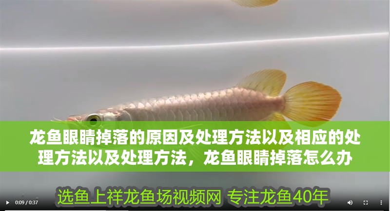 龍魚(yú)眼睛掉落的原因及處理方法以及相應(yīng)的處理方法以及處理方法，龍魚(yú)眼睛掉落怎么辦