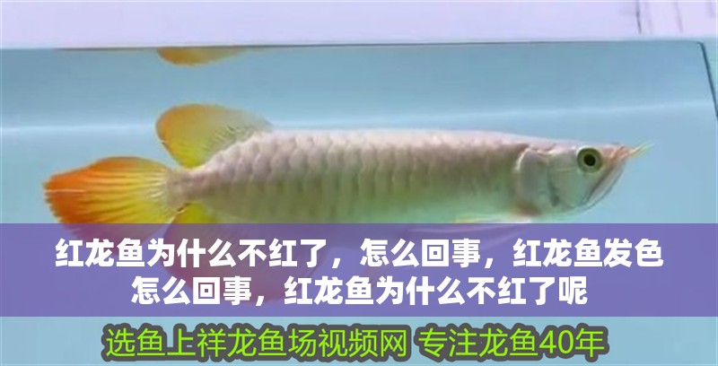 紅龍魚為什么不紅了，怎么回事，紅龍魚發色怎么回事，紅龍魚為什么不紅了呢
