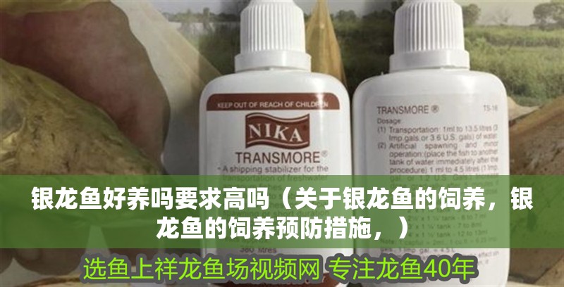 銀龍魚好養嗎要求高嗎（關于銀龍魚的飼養，銀龍魚的飼養預防措施，）