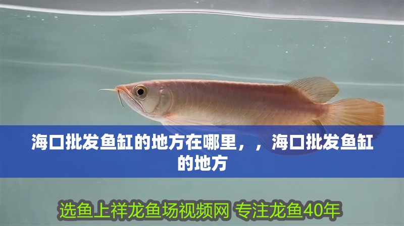 海口批發魚缸的地方在哪里，，海口批發魚缸的地方 海口批發魚缸的地方在哪里，，海口批發魚缸的地方 觀賞魚百科 第2張