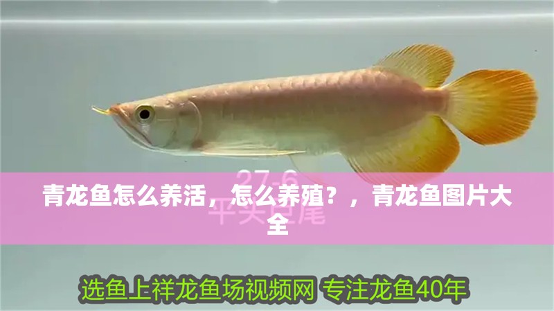 青龍魚怎么養活，怎么養殖？，青龍魚圖片大全