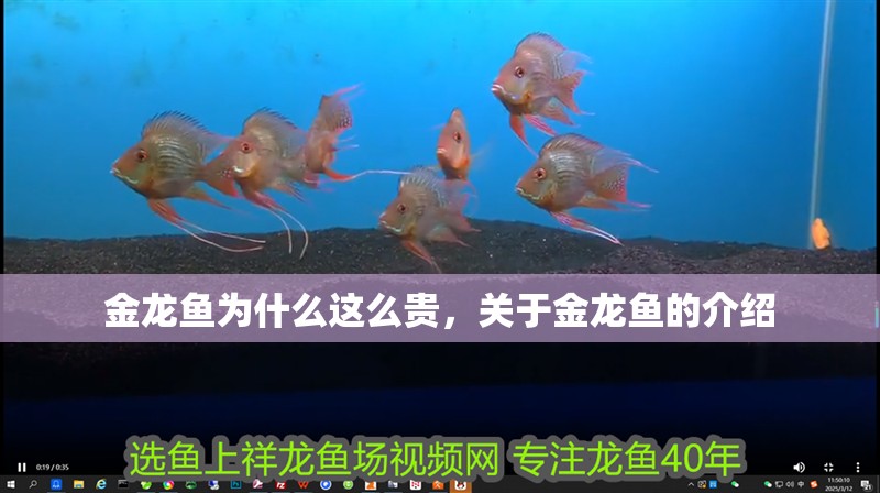 金龍魚為什么這么貴，關于金龍魚的介紹