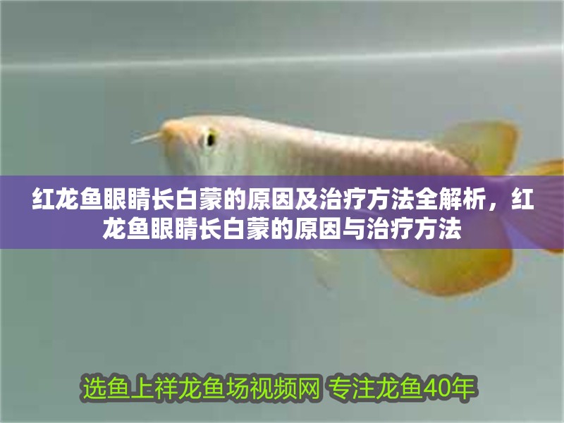 紅龍魚眼睛長白蒙的原因及治療方法全解析，紅龍魚眼睛長白蒙的原因與治療方法