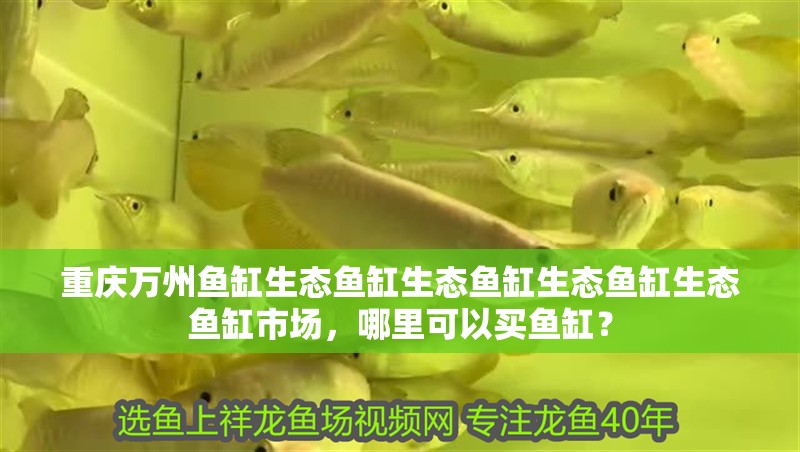 重慶萬州魚缸生態魚缸生態魚缸生態魚缸生態魚缸市場，哪里可以買魚缸？