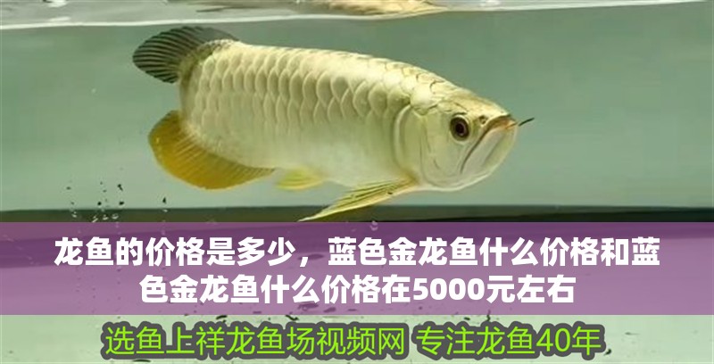 龍魚的價格是多少，藍色金龍魚什么價格和藍色金龍魚什么價格在5000元左右