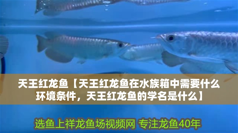天王紅龍魚【天王紅龍魚在水族箱中需要什么環(huán)境條件，天王紅龍魚的學名是什么】