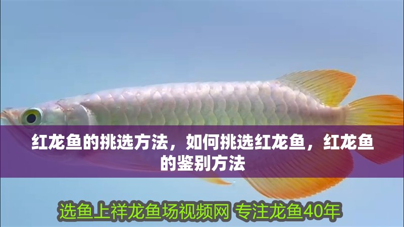 紅龍魚的挑選方法，如何挑選紅龍魚，紅龍魚的鑒別方法