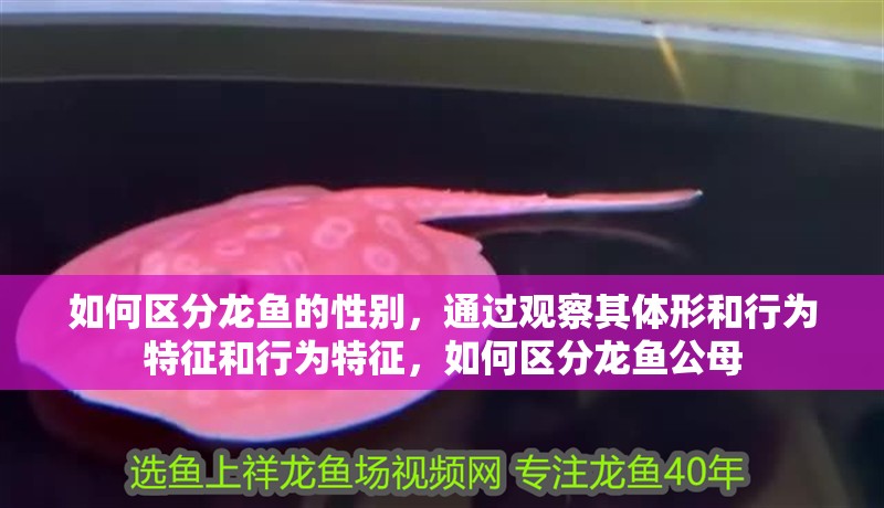 如何區分龍魚的性別，通過觀察其體形和行為特征和行為特征，如何區分龍魚公母