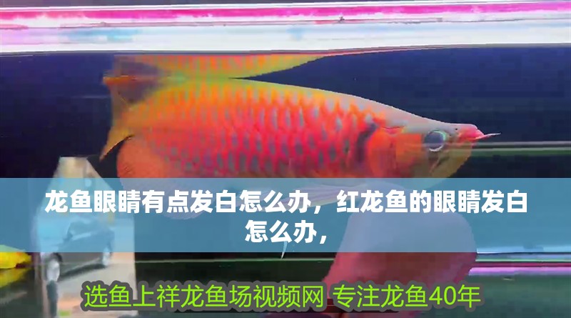 龍魚眼睛有點發白怎么辦，紅龍魚的眼睛發白怎么辦，
