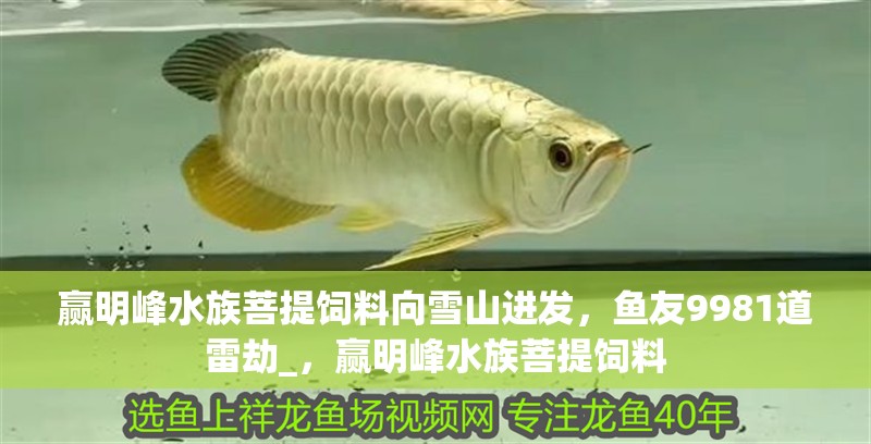 贏明峰水族菩提飼料向雪山進發，魚友9981道雷劫_，贏明峰水族菩提飼料