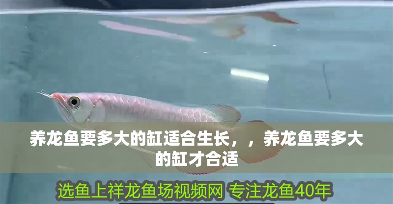 養龍魚要多大的缸適合生長，，養龍魚要多大的缸才合適