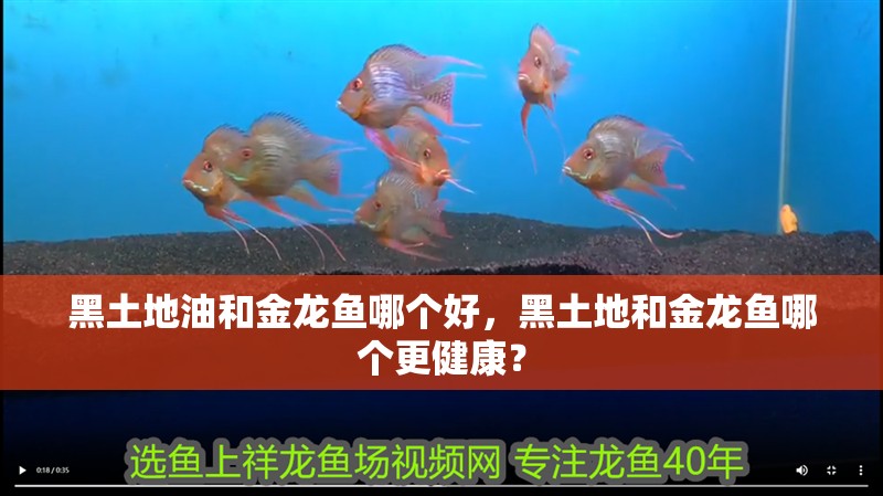 黑土地油和金龍魚哪個好，黑土地和金龍魚哪個更健康？