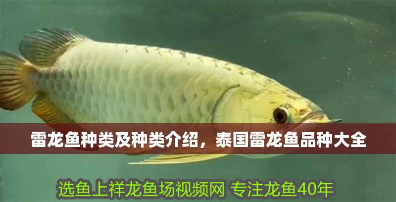 雷龍魚種類及種類介紹，泰國雷龍魚品種大全
