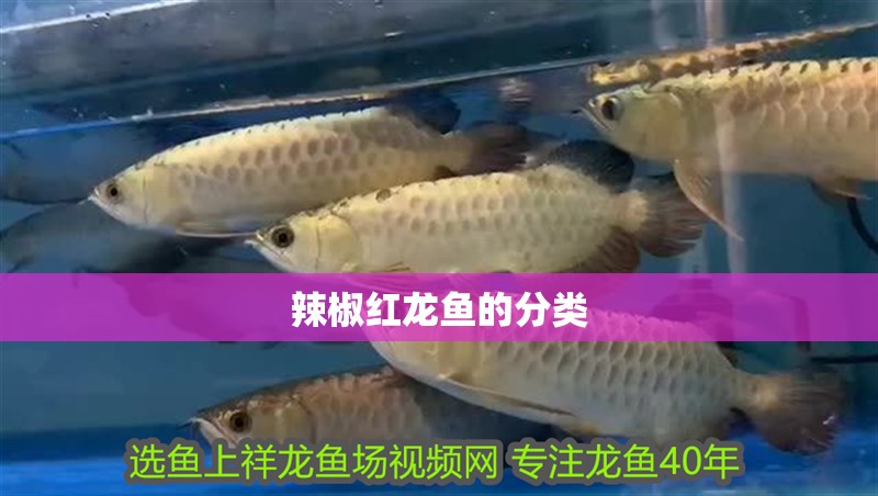 辣椒紅龍魚的分類