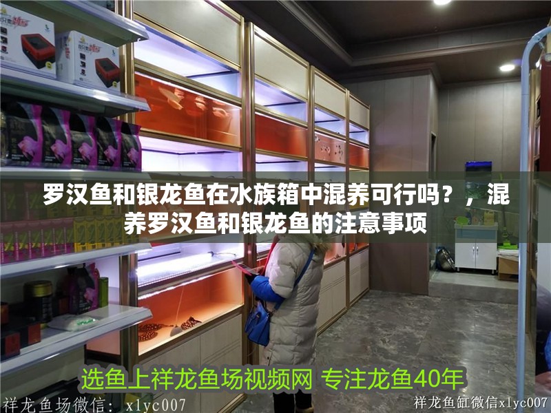 羅漢魚(yú)和銀龍魚(yú)在水族箱中混養(yǎng)可行嗎？，混養(yǎng)羅漢魚(yú)和銀龍魚(yú)的注意事項(xiàng)