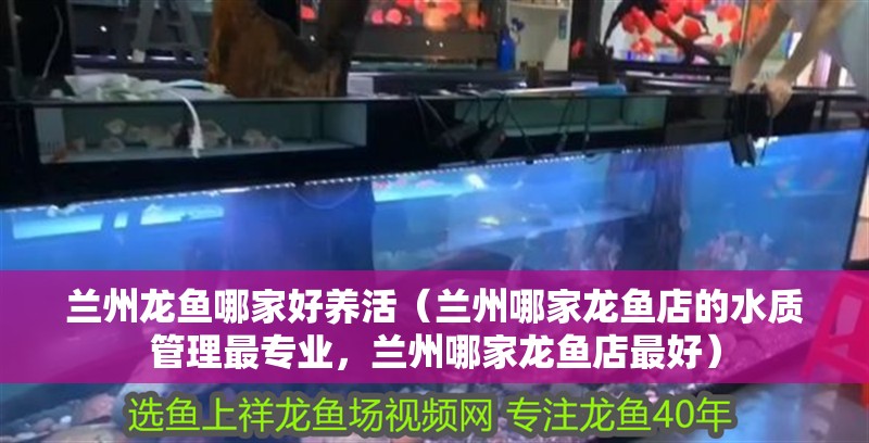 蘭州龍魚哪家好養(yǎng)活（蘭州哪家龍魚店的水質(zhì)管理最專業(yè)，蘭州哪家龍魚店最好）