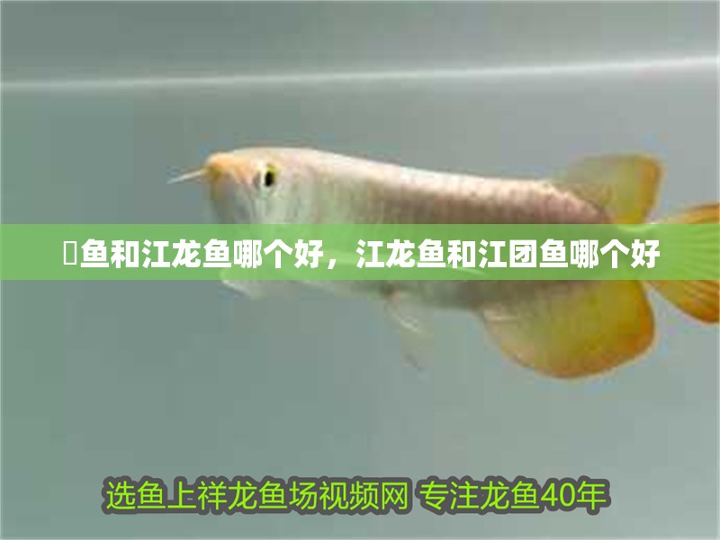 鮰魚(yú)和江龍魚(yú)哪個(gè)好，江龍魚(yú)和江團(tuán)魚(yú)哪個(gè)好