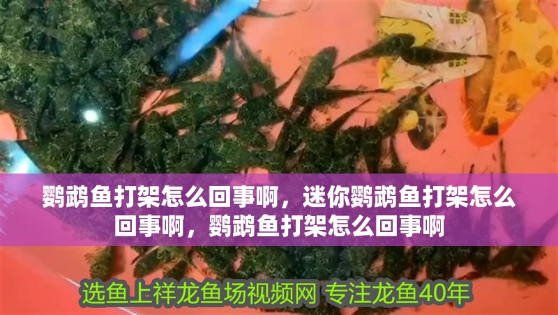 鸚鵡魚打架怎么回事啊，迷你鸚鵡魚打架怎么回事啊，鸚鵡魚打架怎么回事啊