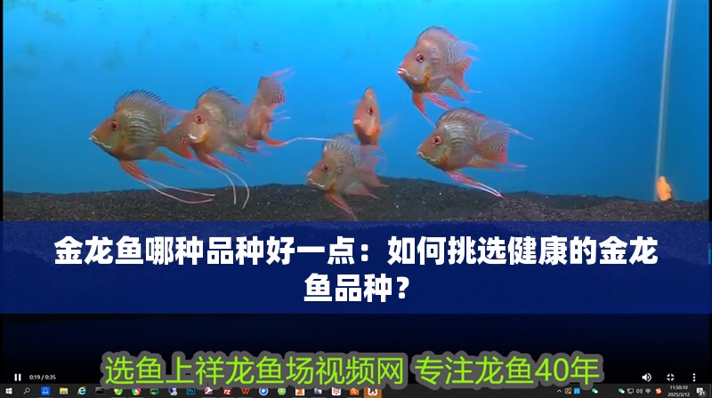 金龍魚哪種品種好一點：如何挑選健康的金龍魚品種？