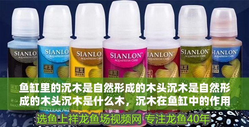 魚缸里的沉木是自然形成的木頭沉木是自然形成的木頭沉木是什么木，沉木在魚缸中的作用