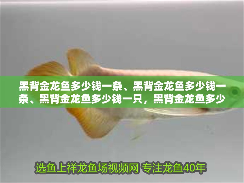 黑背金龍魚多少錢一條、黑背金龍魚多少錢一條、黑背金龍魚多少錢一只，黑背金龍魚多少錢一只