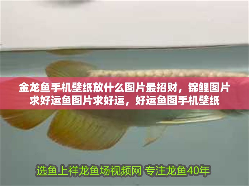 金龍魚手機壁紙放什么圖片最招財，錦鯉圖片求好運魚圖片求好運，好運魚圖手機壁紙