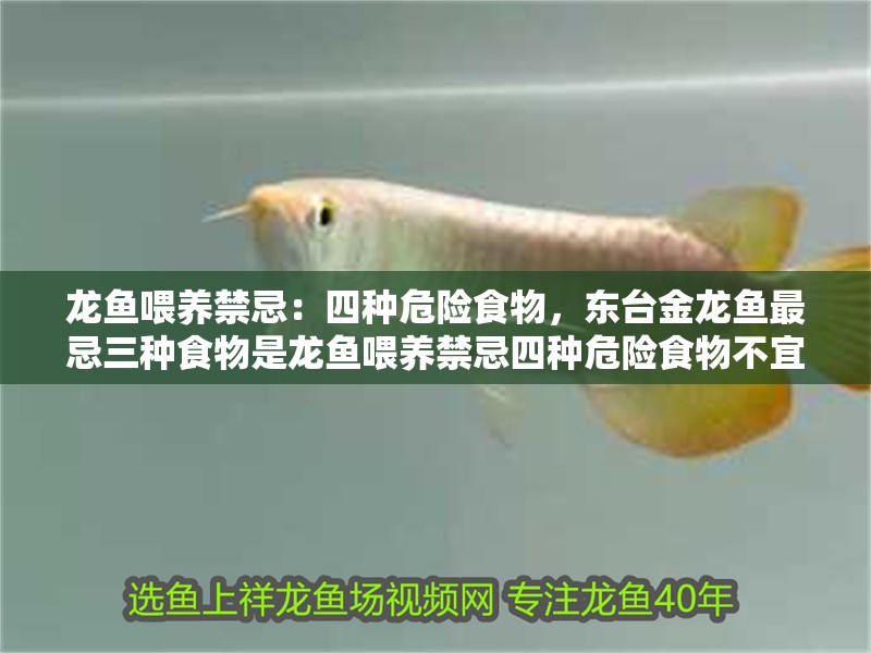 龍魚喂養(yǎng)禁忌：四種危險(xiǎn)食物，東臺金龍魚最忌三種食物是龍魚喂養(yǎng)禁忌四種危險(xiǎn)食物不宜常給