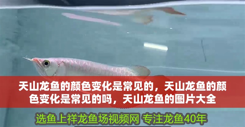 天山龍魚的顏色變化是常見的，天山龍魚的顏色變化是常見的嗎，天山龍魚的圖片大全