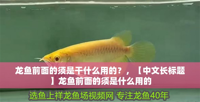 龍魚前面的須是干什么用的？，【中文長標(biāo)題】龍魚前面的須是什么用的