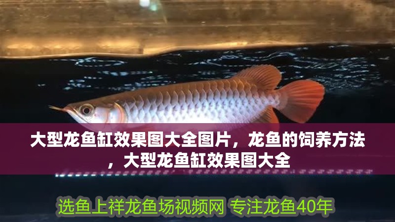 大型龍魚缸效果圖大全圖片，龍魚的飼養方法，大型龍魚缸效果圖大全