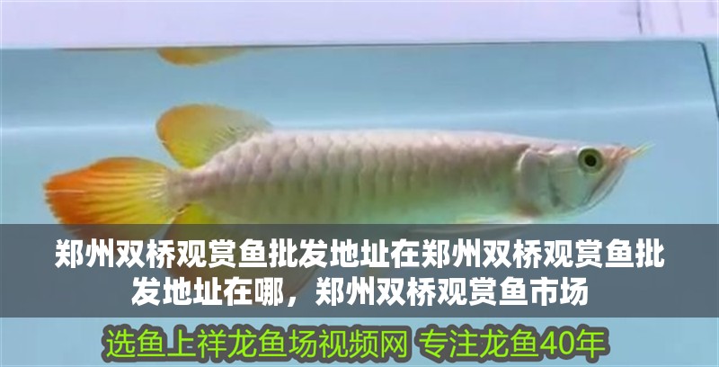 鄭州雙橋觀賞魚批發地址在鄭州雙橋觀賞魚批發地址在哪，鄭州雙橋觀賞魚市場