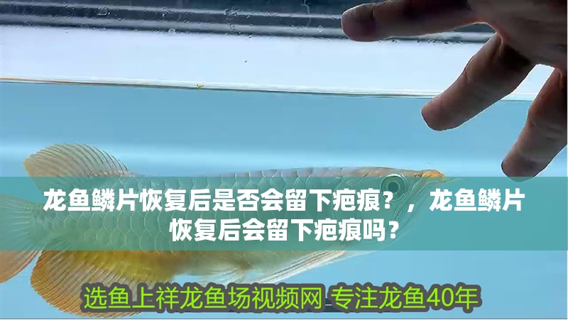 龍魚鱗片恢復后是否會留下疤痕？，龍魚鱗片恢復后會留下疤痕嗎？