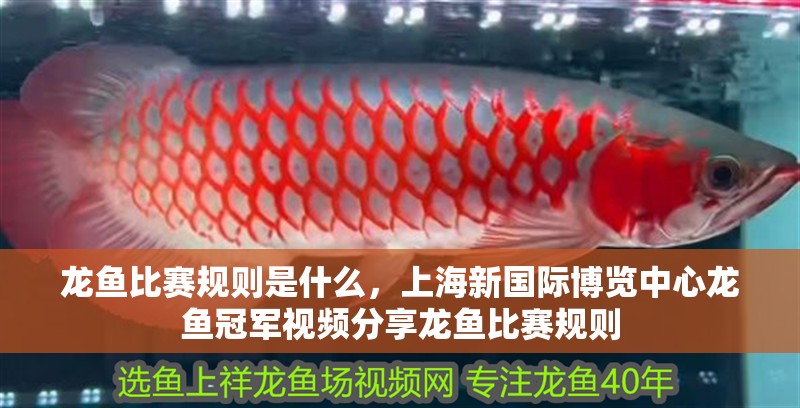 龍魚比賽規則是什么，上海新國際博覽中心龍魚冠軍視頻分享龍魚比賽規則