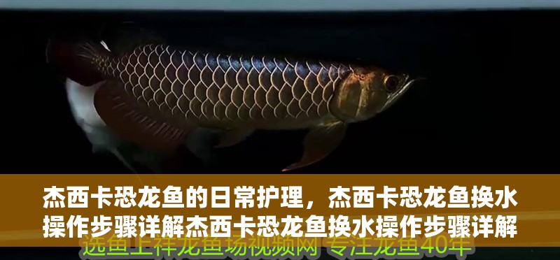 杰西卡恐龍魚的日常護理，杰西卡恐龍魚換水操作步驟詳解杰西卡恐龍魚換水操作步驟詳解